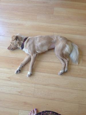 Golden retriever whippet best sale cross
