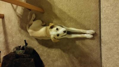 What Breed Is My Dog