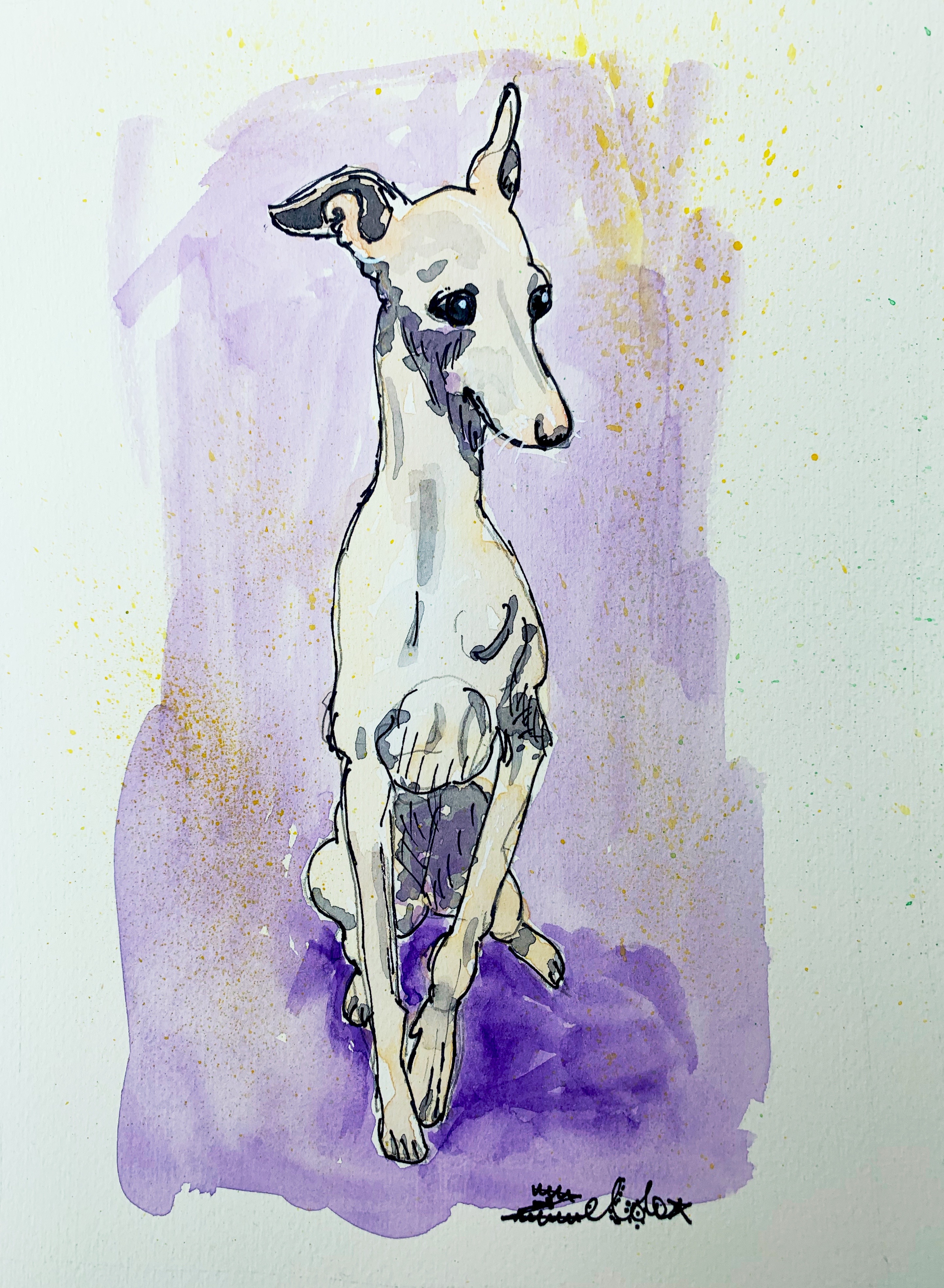 Italian greyhound watercolour 
