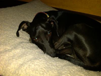 Jilly-Ann - our sweet pea