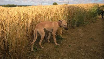 Zippy, rough working whippet, Gypsy stock, 8 months.