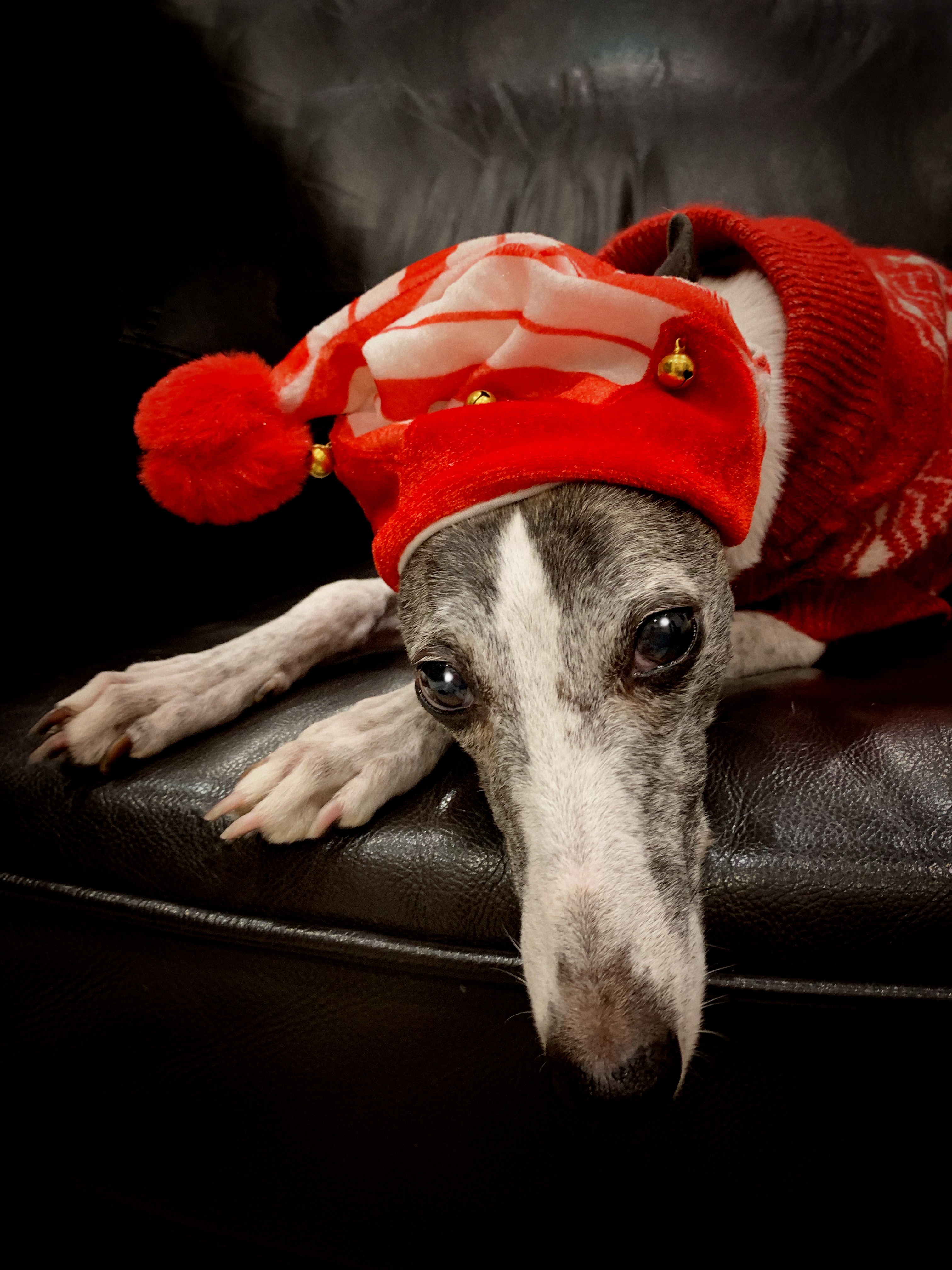 lola little hat Christmas