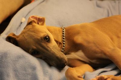 Montie the Whippet
