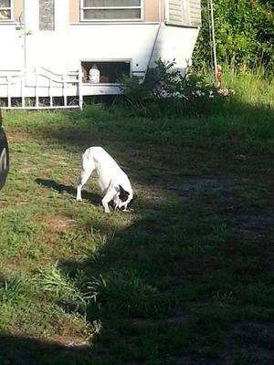 Patches playing outside