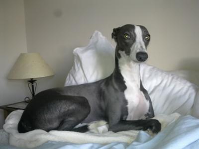 Black Whippet Pictures