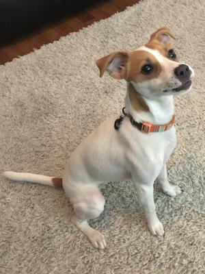 whippet jack russell mix