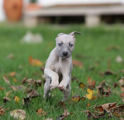 baby whippet dog