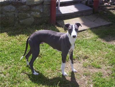 blue white whippet