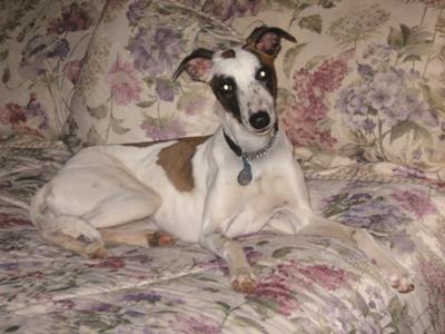 Sheldon Wallace Whippet