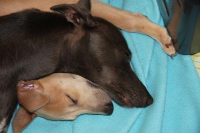 Snoozing Whippets