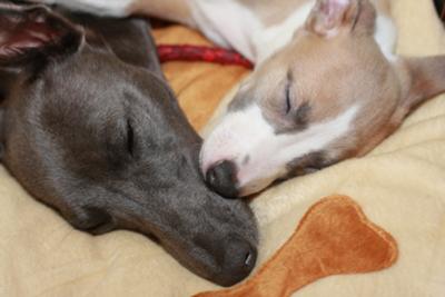 Snoozin Whippets