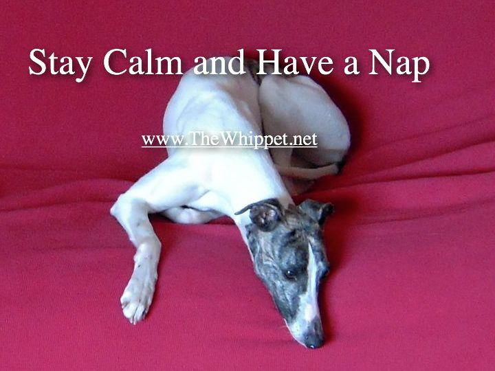 Stay calm and have a nap
