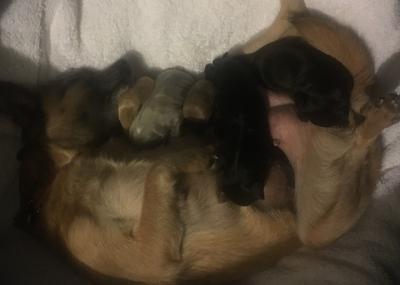 All the puppies at 2 days old