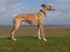 flash at Cleethorpes Beach