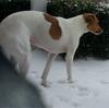 Fonda in the snow