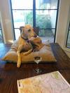 Whippets and Wine, the Finer Things in Life