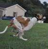 Libo Guzman Double Suspension Gallop