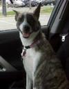 Sally enjoying a car ride