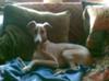 On the sofa!