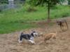 At the dog park!