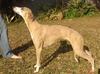 My wow whippet