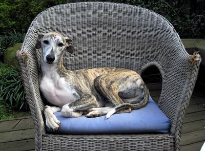 Tigger the whippet on chair