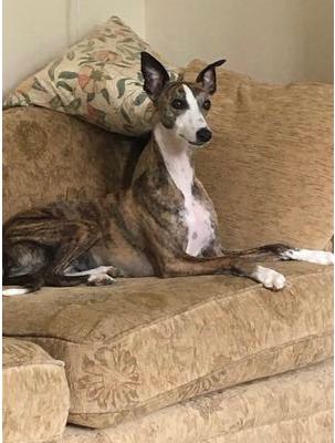 cheeky little whippets