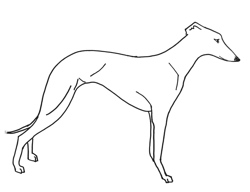 Wendy the Bully Whippet