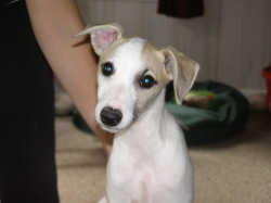 A typical Eclipse puppy