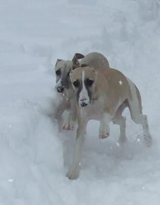 Orion & Wegman from our 2009 litter