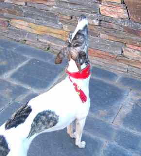 whippet collar