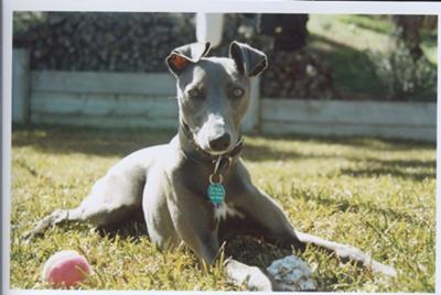 Duke in the backyard on rabbit watch. I'll get that pesky rabbit!