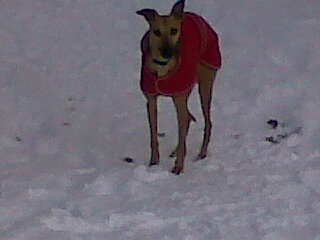 Pip in the snow