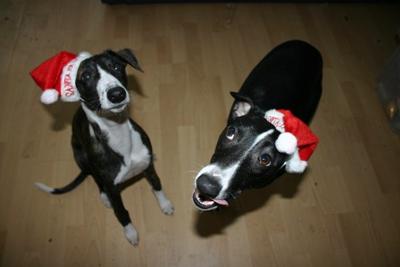 Christmas Woggies