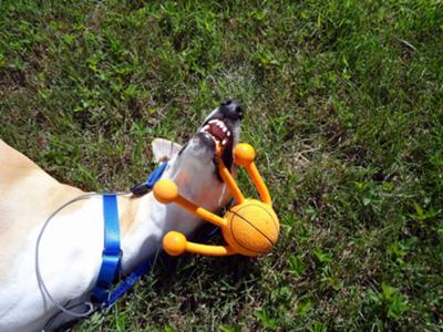 Playing with his toy in the grass...