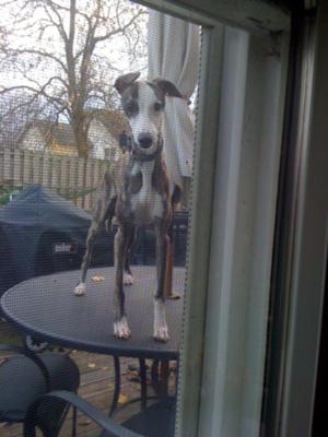 Mitz playing outside