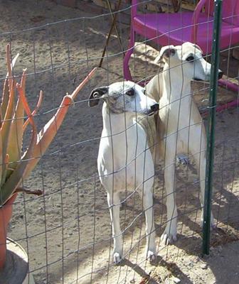 Mooch-E and Mica at fence.