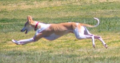 Running in the field