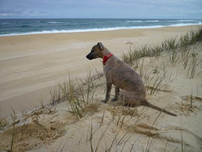 Watching the waves