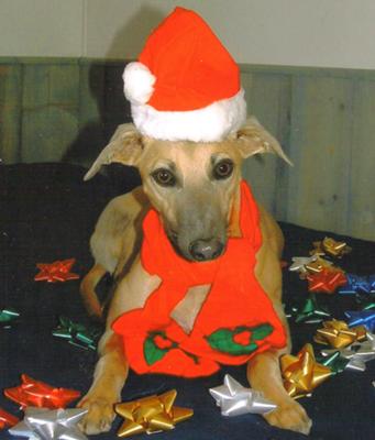 X-Mas Whippet