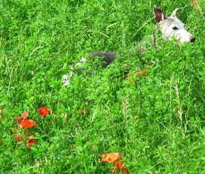 Enzo Hunting in the Grass