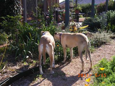 This is our garden,lots to see