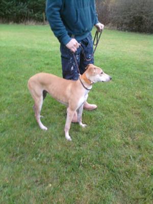 Shepherd Whippet Mix Dogs