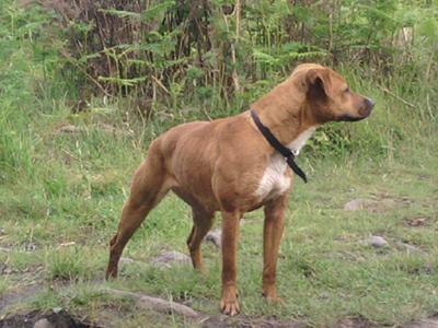 pitbull whippet