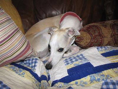 Curled up on the Couch