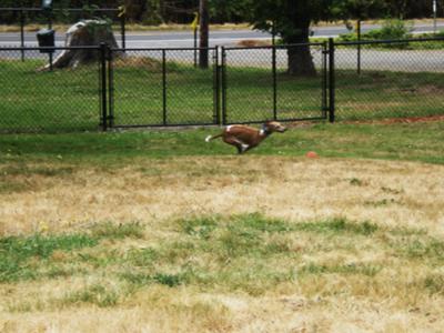 Speeding Whippet