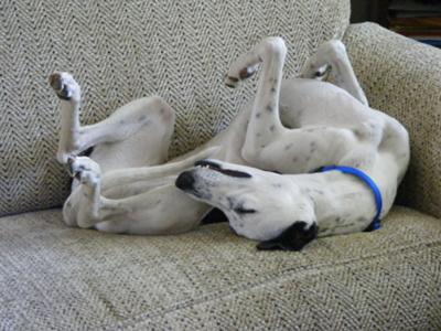 funny whippet