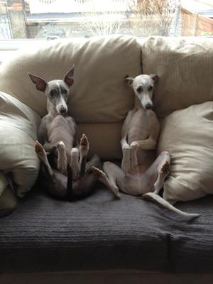 Finlay and Bailey, funny whippets on a sofa