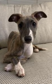 willow 1 brindle white puppy