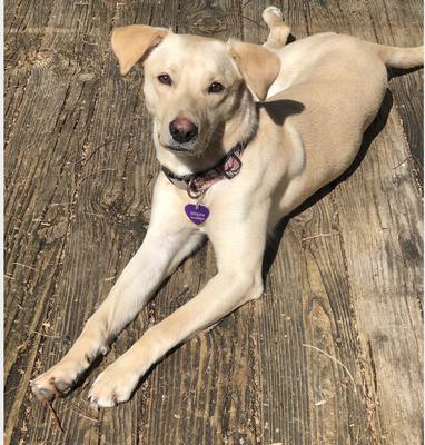 Whipador puppies hotsell